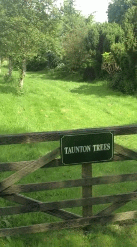 Taunton Trees